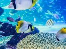【サンシャイン水族館】空飛ぶペンギンが有名な水族館(当館より徒歩約8分)