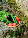 採れたての地元野菜は栄養沢山!