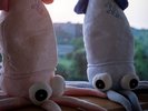 【売店】愛犬との記念撮影に!