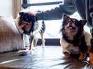 【客室イメージ】明るく快適な空間で、愛犬とともにゆったりとお過ごしください