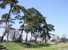 樹齢300年以上の老松並木。