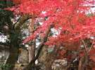 紅葉。