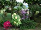 庭園の花