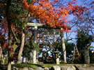 川金庭園の鳥居と紅葉。
