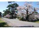 入り口先の桜