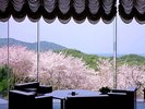 【春】ラウンジからの壮大な桜の眺望を楽しみながら寛ぎの時間を。