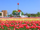 砺波チューリップ公園のチューリップフェア♪