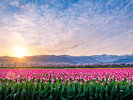 立山連峰と桜とチューリップのコラボ♪