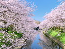 松川の桜