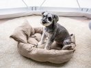 ワンちゃんとお泊りいただけるグランピングもご用意しています。