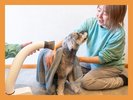 ワンちゃん用のドライヤーも完備