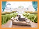 ワンちゃん用クッションも無料オプションとして登場!