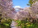 【忍野村】春の風景