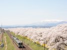 【宮城観光】蔵王・白石川と桜並木 仙台駅から電車で35分 写真提供:宮城県観光戦略課