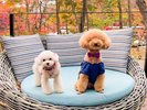 森の風を感じる天空テラスで、愛犬とのんびり穏やかな癒やし時間を。