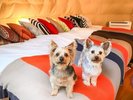 ふかふかベッドで愛犬とゴロゴロ。最大5名様まで泊まれる、癒やしのドッグフレンドリー空間。