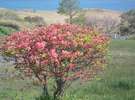 【5月】もう桜は散ってしまいましたがつつじが綺麗です