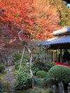 鷹聖寺の紅葉