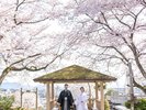 近隣桜