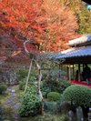 応應寺紅葉