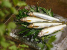 【食材】 播磨灘など近郊で水揚げされた旬の魚をご提供。
