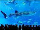 世界一の水槽の中のジンベエザメ“沖縄美ら海水族館