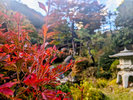 庭園 紅葉