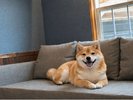 BASE2柴犬