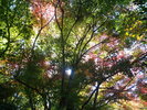 敷地内の紅葉