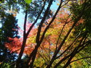 敷地内 桂の秀紅葉