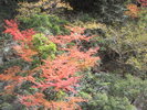 渓谷の紅葉