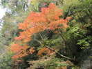 渓谷の紅葉