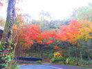 真っ赤紅葉