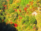 九酔渓の紅葉