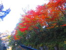 敷地内の紅葉