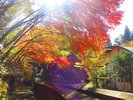 秋の紅葉