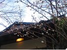 春の一コマ