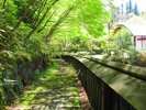 夢静香の歩道 新緑のトンネル