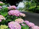 山暖簾前のあじさいロード(※例年6月中旬頃が見頃です)