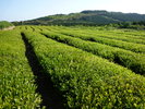 世知原町茶畑風景(5月頃)