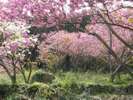 山暖簾前に咲く八重桜