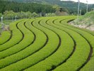 山暖簾周辺:春