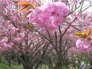 山暖簾周辺:八重桜