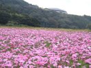 コスモスと山暖簾