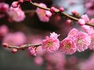 山暖簾周辺:梅の花