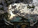 上野恩賜公園内に鎮座する上野東照宮。桜の季節は特に美しいです。