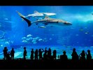 沖縄美ら海水族館 当施設から車で10分
