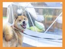 ペットもOK!と記載しているお部屋はワンちゃんとご宿泊できます