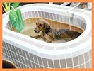 ワンちゃん専用露天風呂もございます
