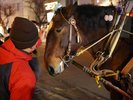 ばんえい競馬の元レース馬が曳く馬車で、夜の市街地を巡る「馬車BAR」。